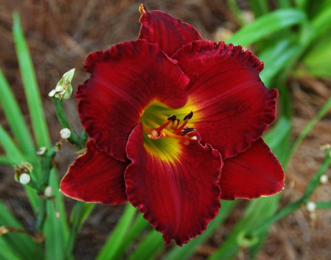 Photo of Daylily (Hemerocallis 'Cloaked in Secrecy') uploaded by shive1