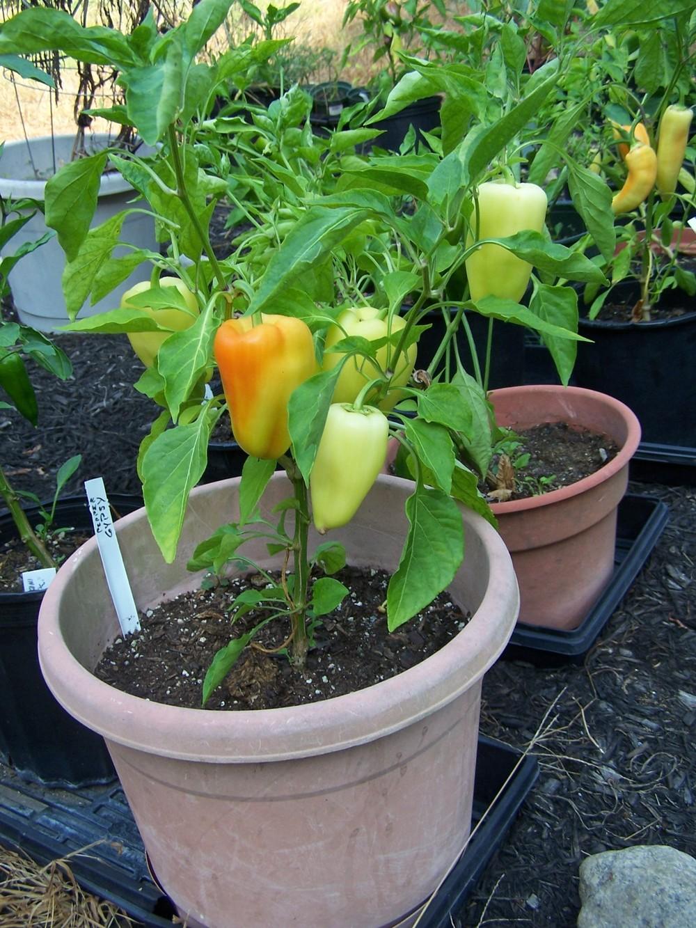 Photo of Sweet Pepper (Capsicum annuum 'Gypsy') uploaded by DonShirer