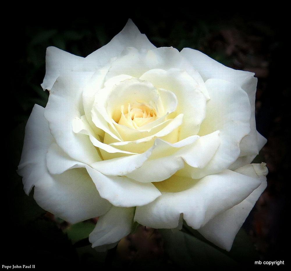 Photo of Rose (Rosa 'Pope John Paul II') uploaded by MargieNY