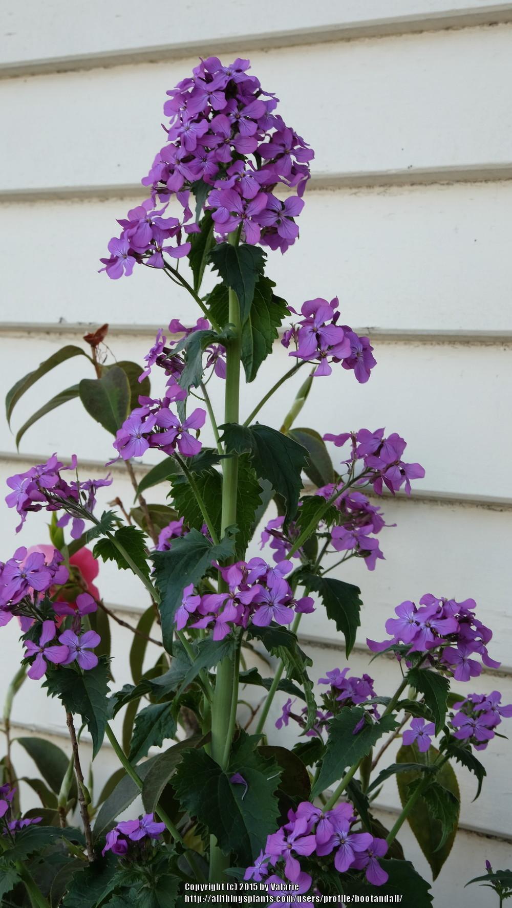 Photo of Money Plant (Lunaria annua) uploaded by bootandall