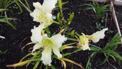 Thumb of 2015-10-09/DogsNDaylilies/46f413