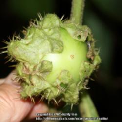 Location: Atlantic Forest, Paraty, SE Brazil
Date: 2015-01-11
Solanum sp 3 - Flowers and seedpods are big!