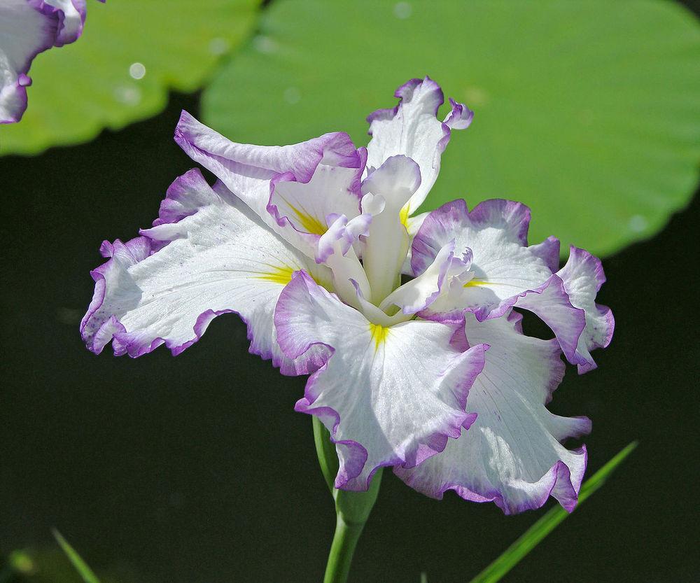 Photo of Irises (Iris) uploaded by robertduval14