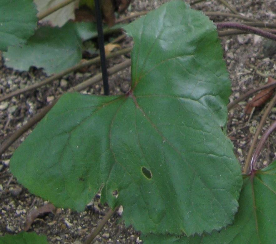 Photo of Ligularia (Ligularia dentata 'Britt Marie Crawford') uploaded by robertduval14