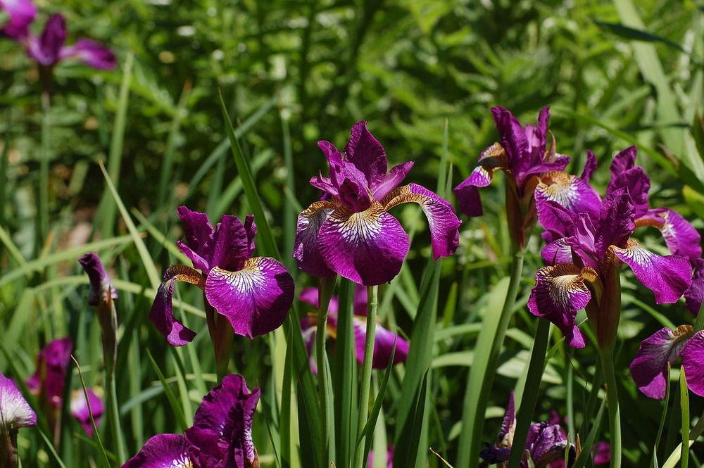 Photo of Siberian Iris (Iris 'Berlin Purple Wine') uploaded by robertduval14
