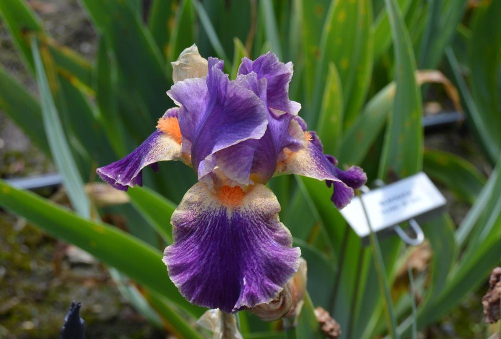 Photo of Intermediate Bearded Iris (Iris 'Eyedazzler') uploaded by KentPfeiffer