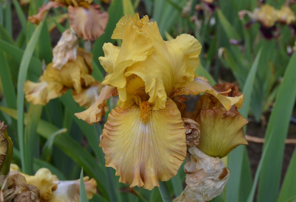 Photo of Tall Bearded Iris (Iris 'Forever and a Day') uploaded by KentPfeiffer