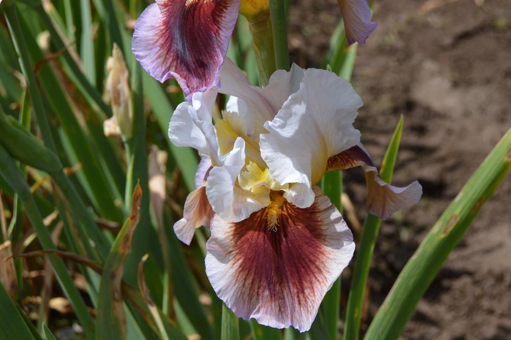 Photo of Arilbred Iris (Iris 'Galaxina') uploaded by KentPfeiffer