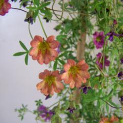 
The Tropaeolum species that generated these hybrids are all Chile