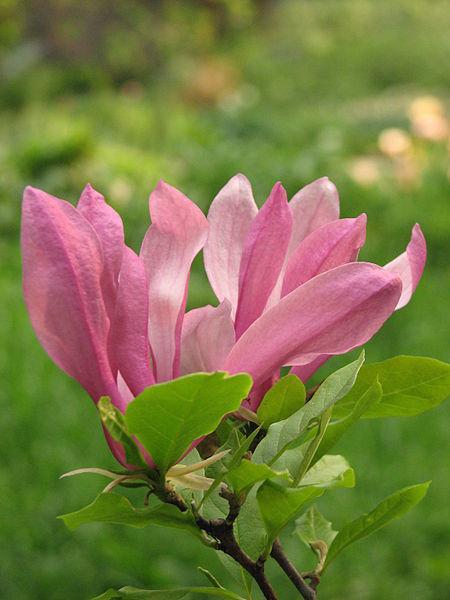 Photo of Magnolia 'Susan' uploaded by robertduval14