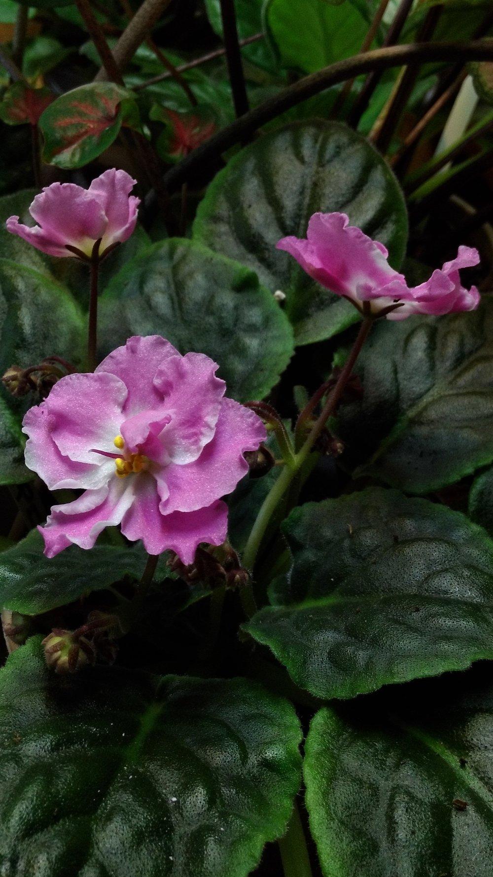 Photo of African Violet (Streptocarpus 'Pink Pearls') uploaded by texaskitty111