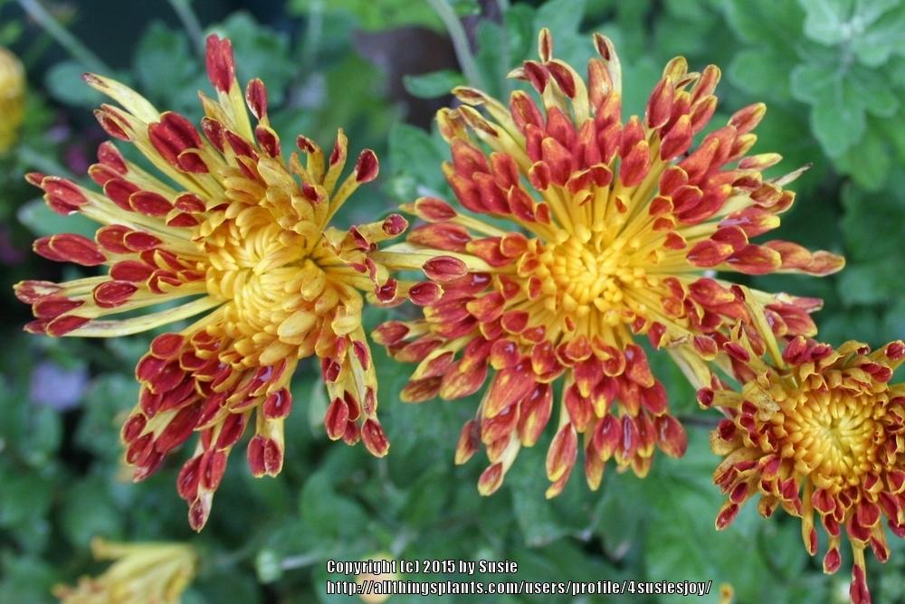 Photo of Mum (Chrysanthemum 'Matchsticks') uploaded by 4susiesjoy