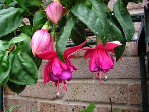 Photo of Lady's Eardrops (Fuchsia 'Rylee's Reward') uploaded by midnight21