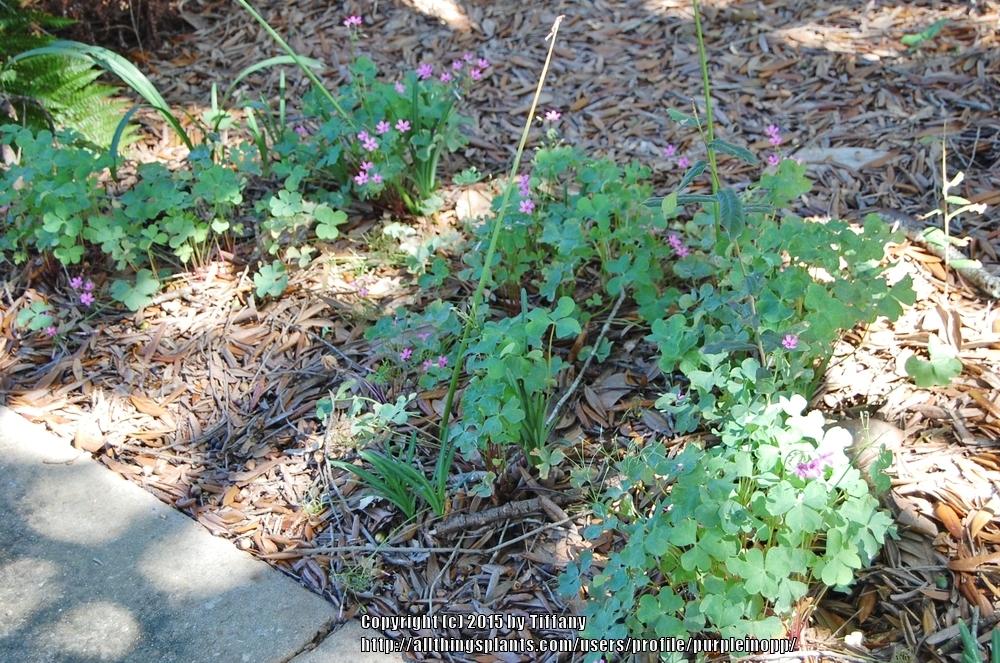 Photo of Pink Wood Sorrel (Oxalis articulata subsp. articulata) uploaded by purpleinopp