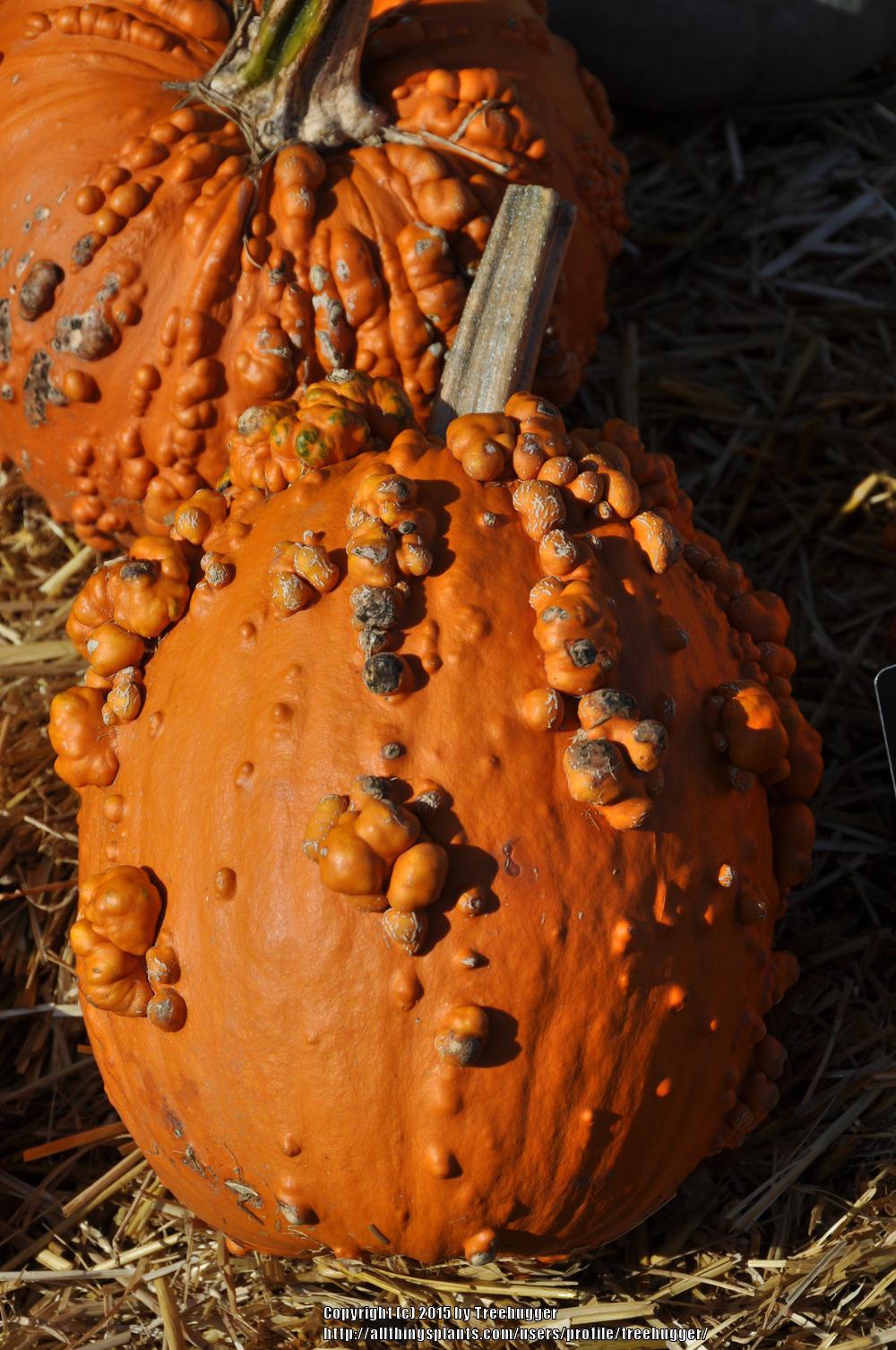 Photo of Pumpkin (Cucurbita pepo 'Goosebumps') uploaded by treehugger