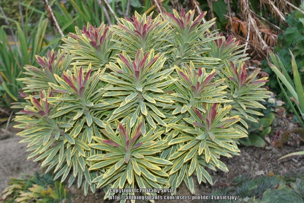 Photo of Euphorbia (Euphorbia x martini 'Ascot Rainbow') uploaded by 4susiesjoy