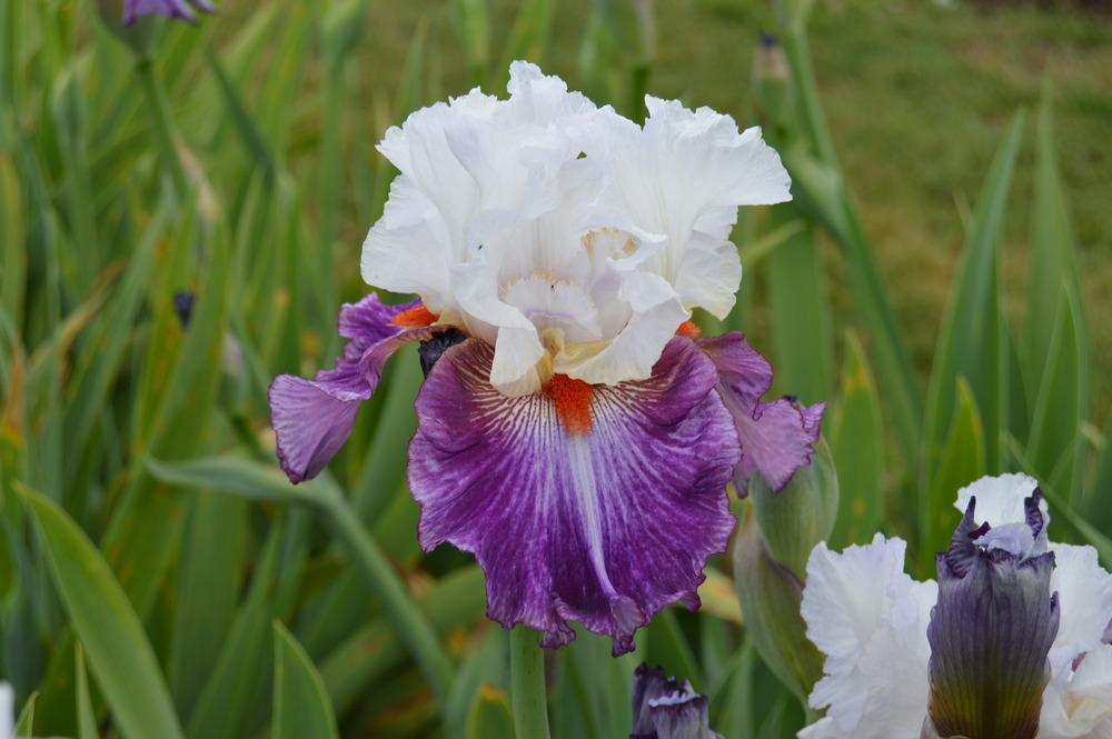 Photo of Tall Bearded Iris (Iris 'Giorgio') uploaded by KentPfeiffer