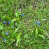 Wild growing Tecophilaea violiflora