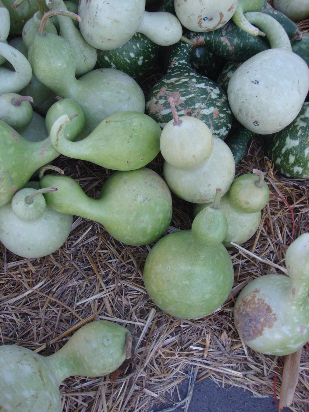 Photo of Hard-shelled Gourd (Lagenaria siceraria 'Birdhouse') uploaded by Paul2032