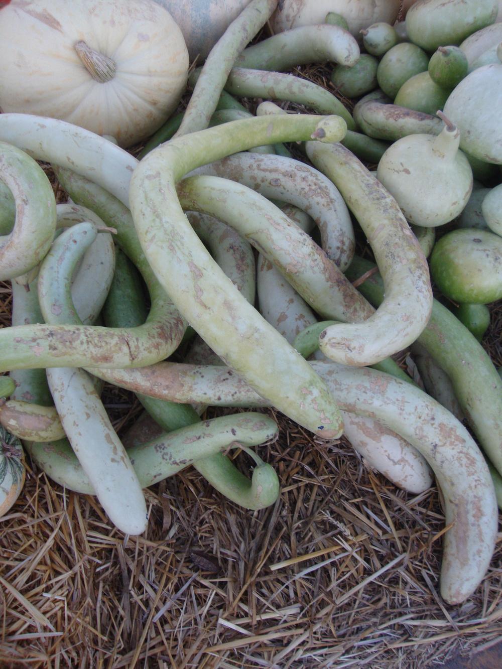 Photo of Bottle Gourd (Lagenaria siceraria) uploaded by Paul2032