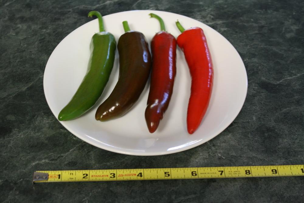 Photo of Hot Pepper (Capsicum annuum 'Guajillo') uploaded by Weedwhacker
