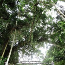 Location: Atlantic Forest, Mirim, SE Brazil
Date: 2014-01-24
Meters-long strands hanging down from the high tree canopy.