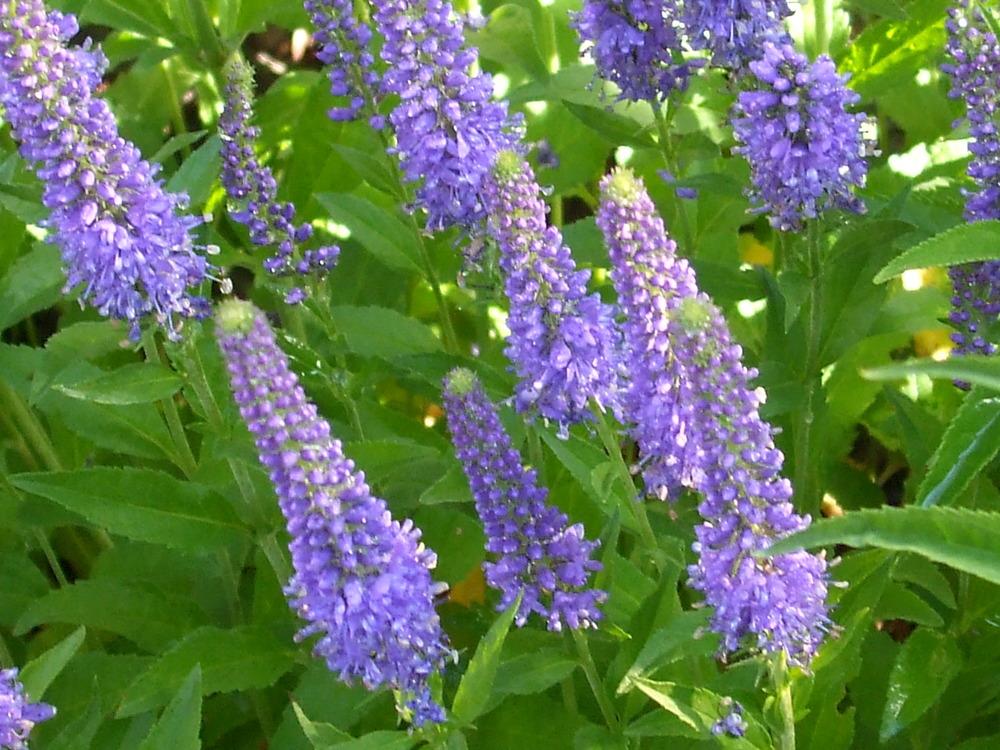 Photo of Spike Speedwell (Veronica spicata Royal Candles) uploaded by darwellwoods