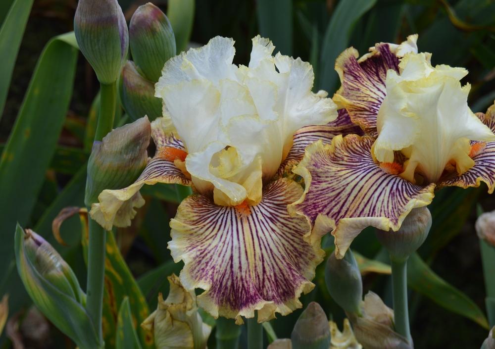 Photo of Tall Bearded Iris (Iris 'Insaniac') uploaded by KentPfeiffer