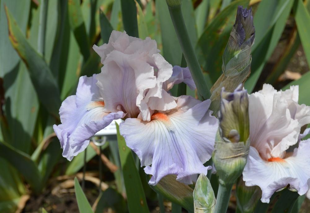 Photo of Tall Bearded Iris (Iris 'I Hope You Dance') uploaded by KentPfeiffer