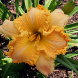 Location: hybridizer's garden
Date: 2011-06-19