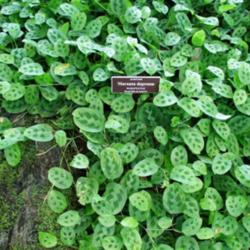 Location: Bronx Botanical garden, NY
Date: 2015-10
conservatory - fantastic ground cover!