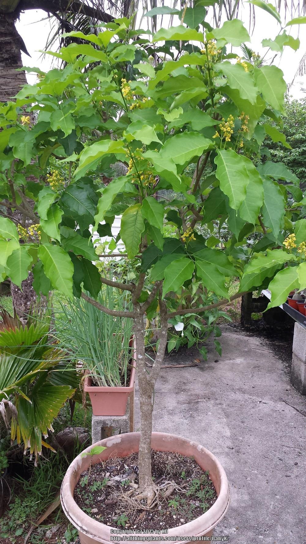 Photo of Peanut Butter Tree (Bunchosia argentea) uploaded by BabyK