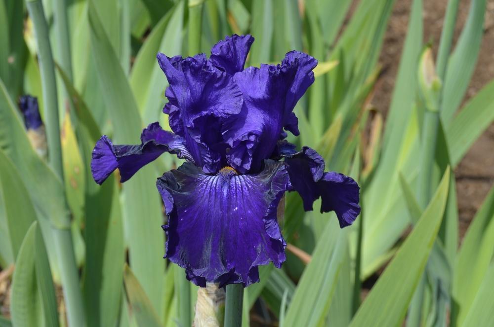 Photo of Tall Bearded Iris (Iris 'Lachlan Macquarie') uploaded by KentPfeiffer