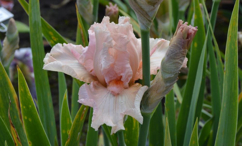Photo of Border Bearded Iris (Iris 'Love in the Air') uploaded by KentPfeiffer