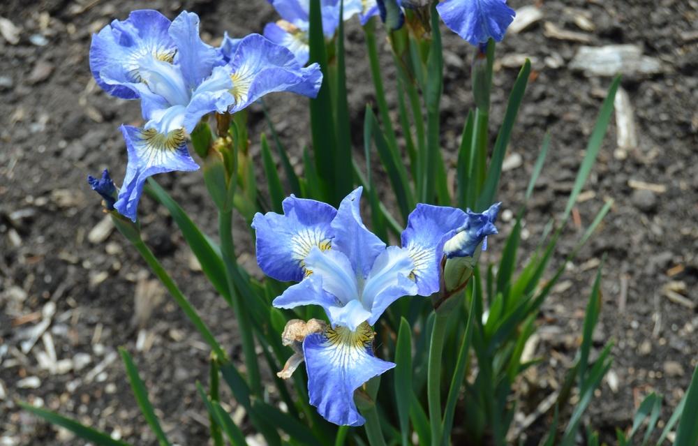 Photo of Siberian Iris (Iris 'Jolly Young Man') uploaded by KentPfeiffer