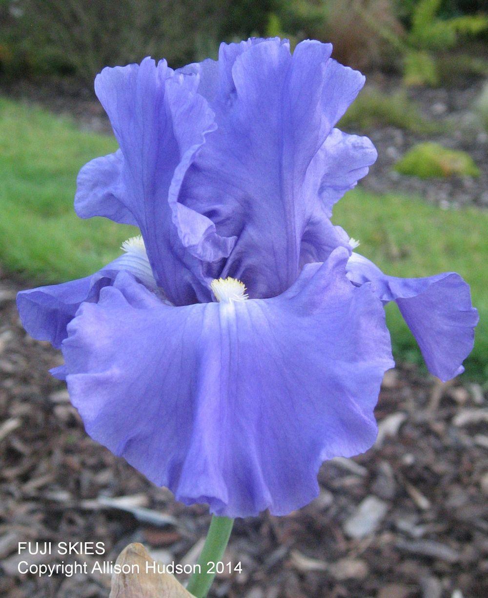 Photo of Tall Bearded Iris (Iris 'Fuji Skies') uploaded by MoaAlli