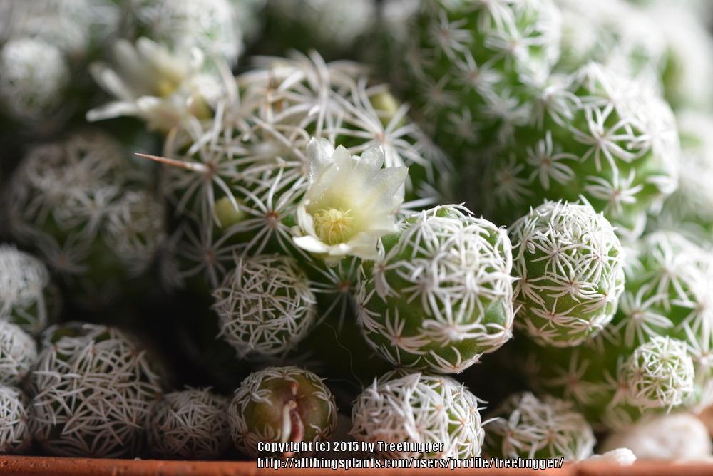 Photo of Thimble Cactus (Mammillaria vetula subsp. gracilis) uploaded by treehugger