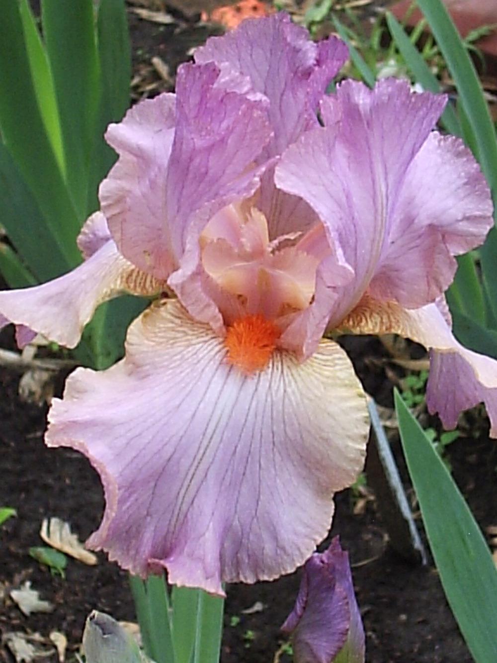 Photo of Tall Bearded Iris (Iris 'Lillian Lee') uploaded by yadah_tyger