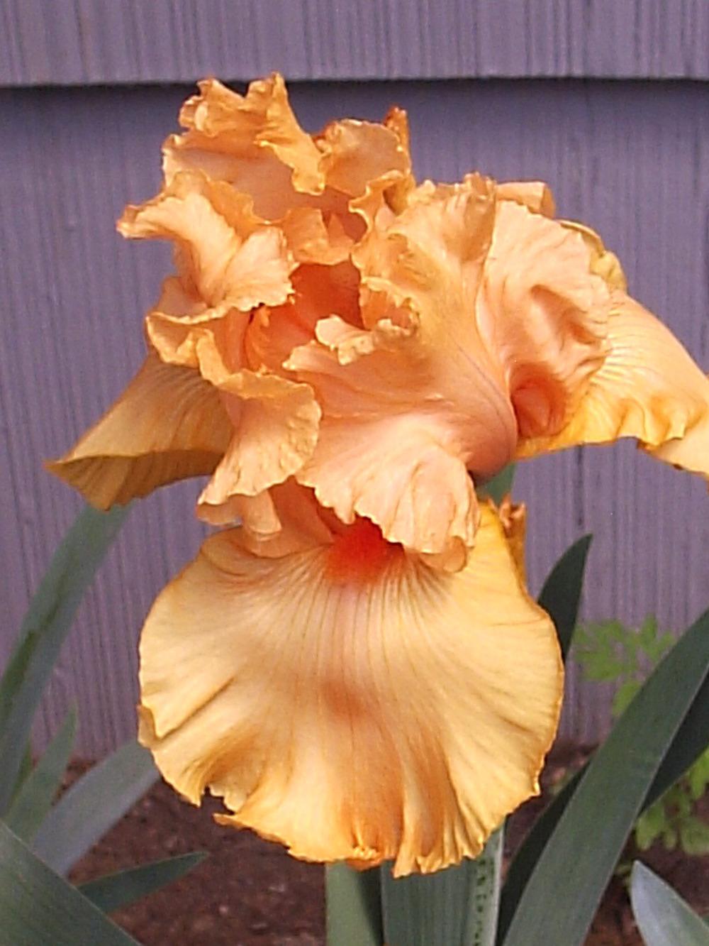 Photo of Tall Bearded Iris (Iris 'Autumn Riesling') uploaded by yadah_tyger