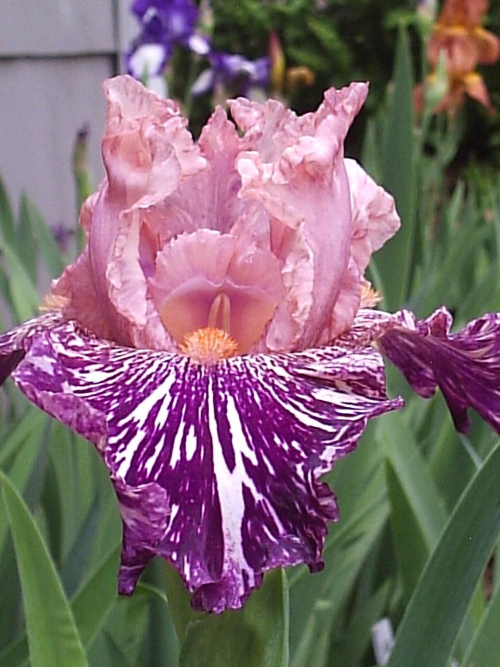 Photo of Border Bearded Iris (Iris 'Anaconda Love') uploaded by yadah_tyger