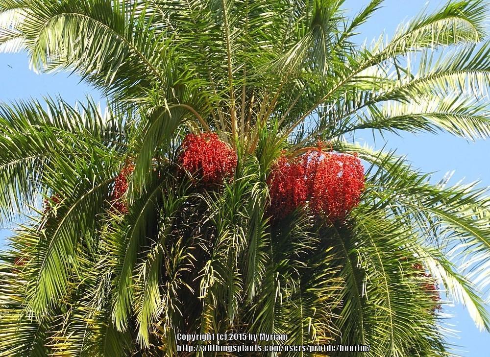 Photo of Canary Date Palm (Phoenix canariensis) uploaded by bonitin