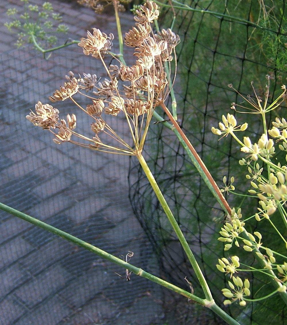 Photo of Fennel (Foeniculum vulgare) uploaded by pirl