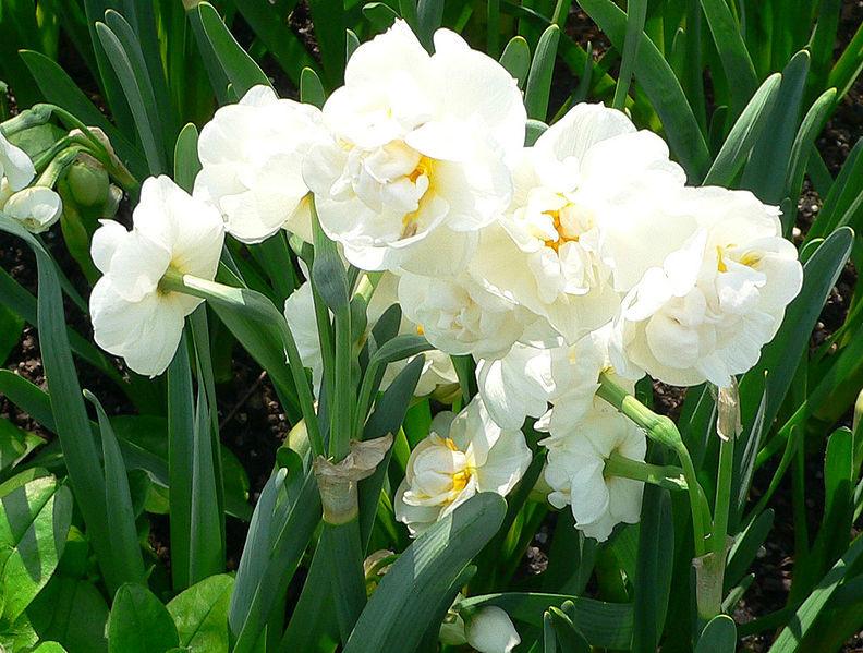 Photo of Double Daffodil (Narcissus 'Bridal Crown') uploaded by robertduval14