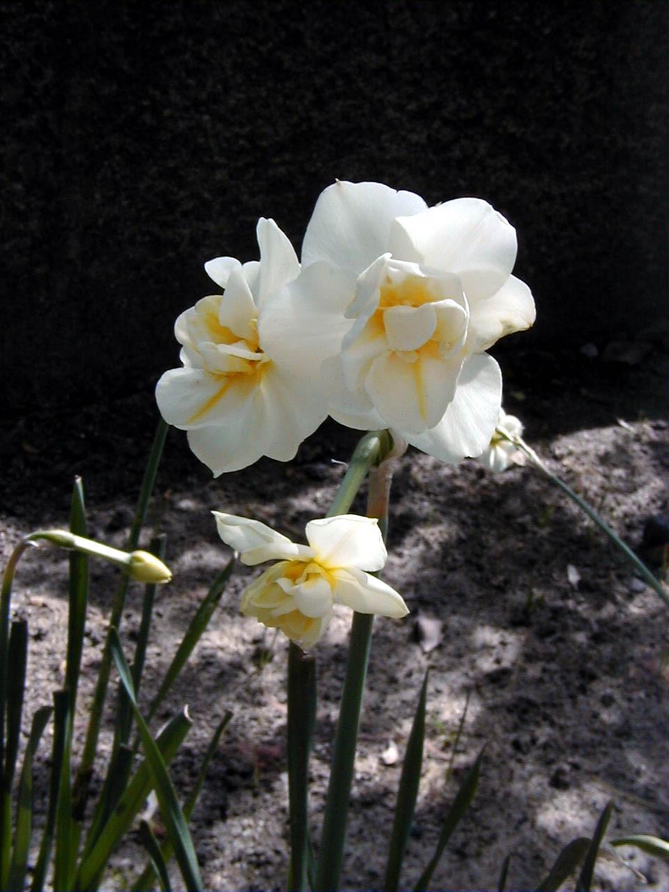 Photo of Double Daffodil (Narcissus 'Cheerfulness') uploaded by robertduval14