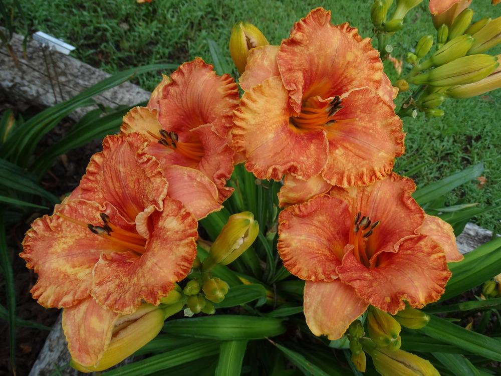 Photo of Daylily (Hemerocallis 'Trial by Fire') uploaded by tgarden711