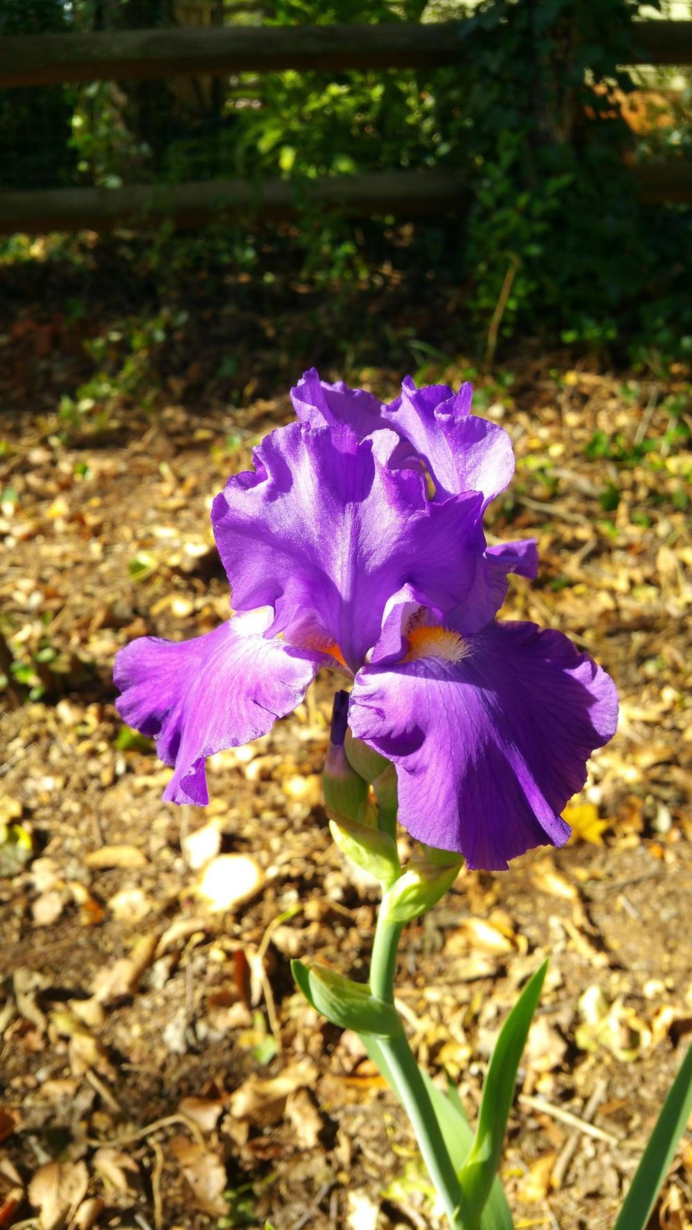 Photo of Tall Bearded Iris (Iris 'Feed Back') uploaded by Cuzz4short