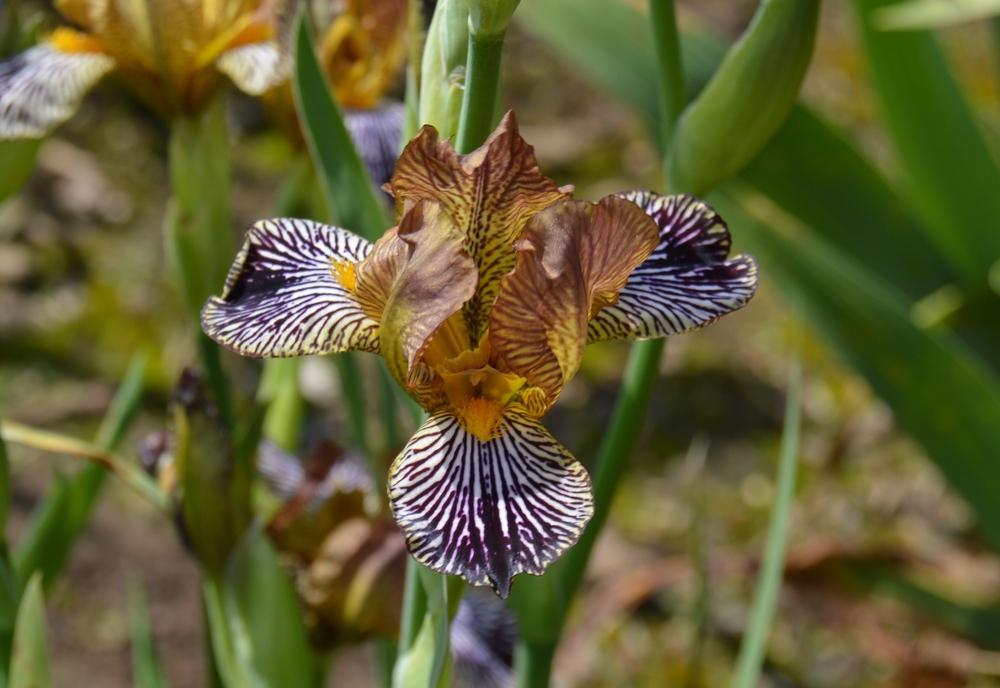 Photo of Miniature Tall Bearded Iris (Iris 'Moose Tracks') uploaded by KentPfeiffer