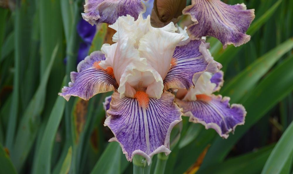 Photo of Tall Bearded Iris (Iris 'Made You Look') uploaded by KentPfeiffer