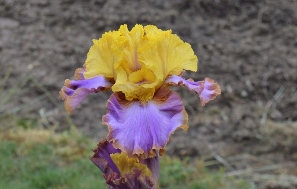 Photo of Tall Bearded Iris (Iris 'Men Are From Mars') uploaded by KentPfeiffer