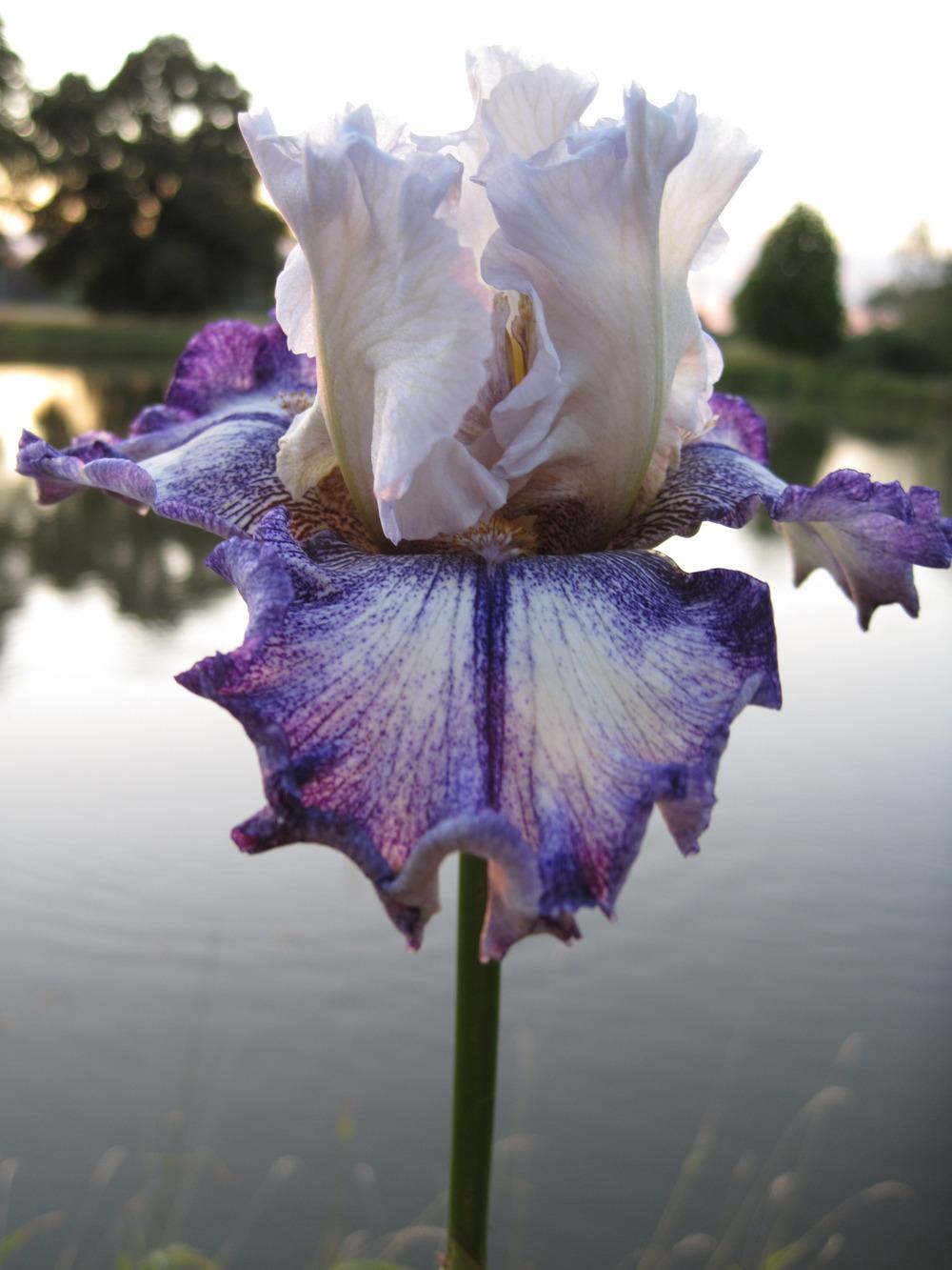 Photo of Tall Bearded Iris (Iris 'French Butterfly') uploaded by barashka